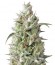 Сорт Sumo's OG Kush Auto fem (Sumo Seeds)