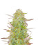 Сорт Grandmommy Purple Auto fem (Herbies Seeds)