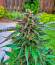 Сорт Northern Lights Auto fem (Herbies Seeds)