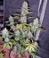 Сорт Fast Bud Auto fem (Sweet Seeds)