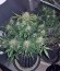 Семена конопли King’s Kush Auto
