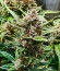 Сорт Strawberry Gorilla Auto fem (FastBuds)