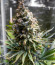 Сорт Chocobang fem (Delicious Seeds)