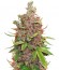 Сорт Auto Glueberry O.G. шишки