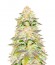 Сорт Red Leicester Tease fem (Dr. Krippling Seeds)