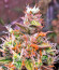 Сорт CBD Apple Betty Auto fem (Herbies Seeds)