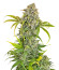 Сорт Orange President Auto fem (FastBuds)