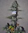 Сорт Auto Wappa fem (Paradise Seeds)