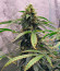 Сорт Grandmommy Purple Auto fem (Herbies Seeds)