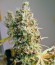 Сорт Psicodelicia fem (Sweet Seeds)