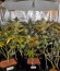 Сорт Exodus Cheese fem (Green House Seeds)