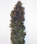 Сорт 8 Ball Kush fem