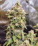 Сорт Original Afghan Kush Auto fem (FastBuds)