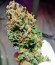 Сорт Cream Caramel Auto fem (Sweet Seeds)