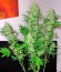 Сорт Gnomo Auto fem (Kannabia Seed Company)