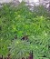 Сорт Magic Bud fem (Paradise Seeds)