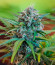 Сорт CBD Apple Betty Auto fem (Herbies Seeds)