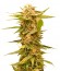 Сорт Black Dream fem (Eva Seeds)