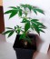 Сорт Amnesia Ganja Haze fem (Sumo Seeds)