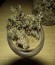 Сорт Auto Purple Glam Kush fem