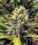 Сорт G14 auto fem (FastBuds)