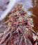 Сорт Notorious THC fem (Humboldt Seed Company)
