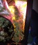 Сорт Auto Purple Glam Kush fem