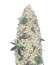 Сорт Super Extra Skunk fem (Victory Seeds)