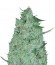 Сорт White Widow Original Auto fem (Sumo Seeds)
