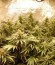 Сорт Blue Kripple fem (Dr. Krippling Seeds)