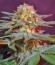 Сорт Killer Kush F1 Fast Version fem (Sweet Seeds)