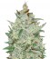 Сорт Supersonic Cristal Storm auto fem (Samsara Seeds)