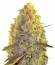 Сорт White Caramel Cookie fem (Sumo Seeds)