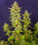 Сорт Keep Frosted Guava Autoflower fem (Seedkeepers)