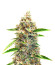 Сорт Bruce Banner #3 Auto fem (Herbies Seeds)