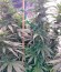 Сорт Jack 47 fem (Sweet Seeds)