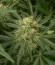 Сорт Watermelon Zkittlez Auto fem