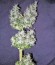 Сорт Chemdog fem (Green House Seeds)
