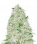 Сорт Auto Super Mazar fem (Victory Seeds)