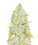 Сорт Chronic Ryder auto fem (Doctor’s Choice)