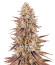 Сорт Sour Strawberry fem (Barney's Farm)