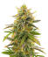 Семена сорта Sour Diesel Autoflower fem (Seedkeepers)