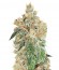 Сорт Auto Colorado Cookies шишки