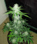 Сорт Red Dwarf auto fem