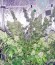 Сорт K-Train fem (Green House Seeds)