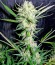 Сорт Skunk Auto fem (Strain Hunters)