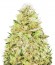 Сорт Auto Seemango fem (Victory Seeds)
