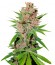 Сорт Passion Fruit fem