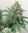 Сорт Gelato fem (Blimburn Seeds)