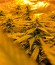 Сорт Sweet Deep Grapefruit fem
